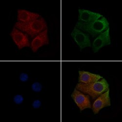 Invitrogen Phospho-VEGF Receptor 1 (Tyr1213) Polyclonal Antibody 100 &mu;L | Buy Online | Invitrogen&trade; | Fisher Scientific