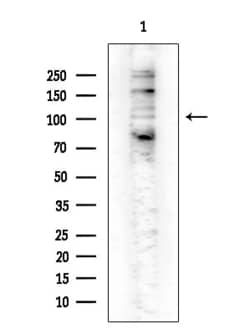 Invitrogen Phospho-NFkB p105/p50 (Ser907) Polyclonal Antibody 100 &mu;L;
