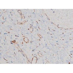 Invitrogen Phospho-Cdc25A (Ser124) Polyclonal Antibody 100 &mu;L; Unconjugated:Antibodies,