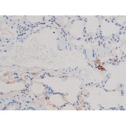 Invitrogen Phospho-Cdc25A (Ser124) Polyclonal Antibody 100 &mu;L; Unconjugated:Antibodies,