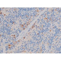 Invitrogen Phospho-Cdc25A (Ser124) Polyclonal Antibody 100 &mu;L; Unconjugated:Antibodies,