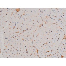 Invitrogen Phospho-Cdc25A (Ser124) Polyclonal Antibody 100 &mu;L; Unconjugated:Antibodies,