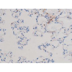 Invitrogen Phospho-Cdc25A (Ser124) Polyclonal Antibody 100 &mu;L; Unconjugated:Antibodies,