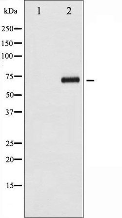 Invitrogen Phospho-Cdc25A (Ser124) Polyclonal Antibody 100 &mu;L; Unconjugated:Antibodies,