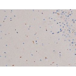 Invitrogen Phospho-CDC25A (Thr507) Polyclonal Antibody 100 &mu;L; Unconjugated:Antibodies,