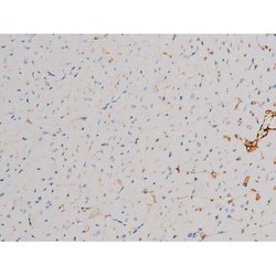Invitrogen Phospho-CDC25A (Thr507) Polyclonal Antibody 100 &mu;L; Unconjugated:Antibodies,
