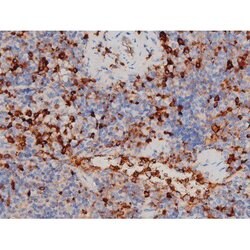 Invitrogen Phospho-CDC25A (Thr507) Polyclonal Antibody 100 &mu;L; Unconjugated:Antibodies,