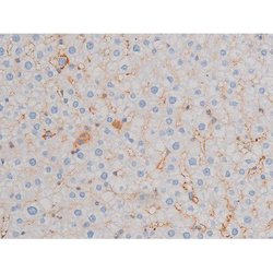 Invitrogen Phospho-CDC25A (Thr507) Polyclonal Antibody 100 &mu;L; Unconjugated:Antibodies,