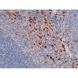 Invitrogen Phospho-CDC25A (Thr507) Polyclonal Antibody 100 &mu;L; Unconjugated:Antibodies,