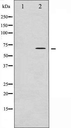Invitrogen Phospho-CDC25A (Thr507) Polyclonal Antibody 100 &mu;L; Unconjugated:Antibodies,