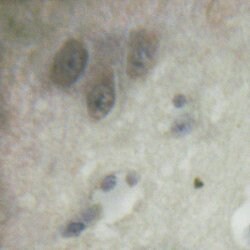 Invitrogen Phospho-SREBP1 (Ser439) Polyclonal Antibody 100 &mu;L; Unconjugated:Antibodies,