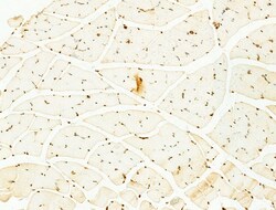 Invitrogen Phospho-SREBP1 (Ser439) Polyclonal Antibody 100 &mu;L; Unconjugated:Antibodies,