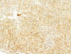 Invitrogen Phospho-SREBP1 (Ser439) Polyclonal Antibody 100 &mu;L; Unconjugated:Antibodies,
