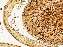 Invitrogen Phospho-SREBP1 (Ser439) Polyclonal Antibody 100 &mu;L; Unconjugated:Antibodies,