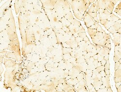 Invitrogen Phospho-SREBP1 (Ser439) Polyclonal Antibody 100 &mu;L; Unconjugated:Antibodies,