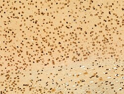 Invitrogen Phospho-SREBP1 (Ser439) Polyclonal Antibody 100 &mu;L; Unconjugated:Antibodies,
