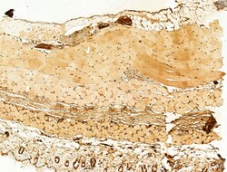 Invitrogen Phospho-SREBP1 (Ser439) Polyclonal Antibody 100 &mu;L; Unconjugated:Antibodies,