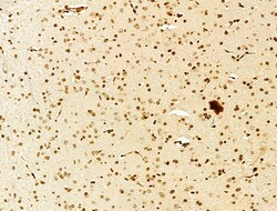 Invitrogen Phospho-SREBP1 (Ser439) Polyclonal Antibody 100 &mu;L; Unconjugated:Antibodies,