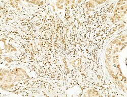 Invitrogen Phospho-SREBP1 (Ser439) Polyclonal Antibody 100 &mu;L; Unconjugated:Antibodies,