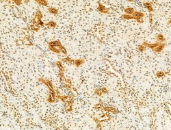 Invitrogen Phospho-SREBP1 (Ser439) Polyclonal Antibody 100 &mu;L; Unconjugated:Antibodies,