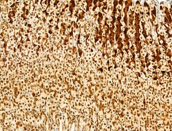 Invitrogen Phospho-SREBP1 (Ser439) Polyclonal Antibody 100 &mu;L; Unconjugated:Antibodies,