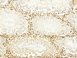Invitrogen Phospho-SREBP1 (Ser439) Polyclonal Antibody 100 &mu;L; Unconjugated:Antibodies,