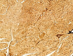 Invitrogen Phospho-SREBP1 (Ser439) Polyclonal Antibody 100 &mu;L; Unconjugated:Antibodies,