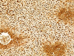 Invitrogen Phospho-SREBP1 (Ser439) Polyclonal Antibody 100 &mu;L; Unconjugated:Antibodies,
