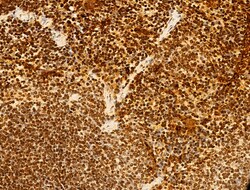 Invitrogen Phospho-SREBP1 (Ser439) Polyclonal Antibody 100 &mu;L; Unconjugated:Antibodies,