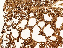 Invitrogen Phospho-SREBP1 (Ser439) Polyclonal Antibody 100 &mu;L; Unconjugated:Antibodies,