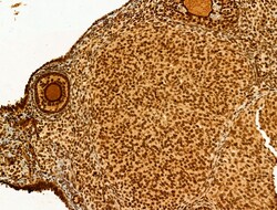 Invitrogen Phospho-SREBP1 (Ser439) Polyclonal Antibody 100 &mu;L; Unconjugated:Antibodies,