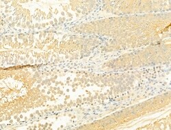 Invitrogen Phospho-SMAD2/SMAD3 (Thr8) Polyclonal Antibody 100 &mu;L; Unconjugated:Antibodies,