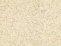 Invitrogen Phospho-SMAD2/SMAD3 (Thr8) Polyclonal Antibody 100 &mu;L; Unconjugated:Antibodies,