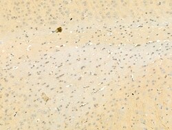 Invitrogen Phospho-SMAD2/SMAD3 (Thr8) Polyclonal Antibody 100 &mu;L; Unconjugated:Antibodies,