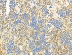 Invitrogen Phospho-SMAD2/SMAD3 (Thr8) Polyclonal Antibody 100 &mu;L; Unconjugated:Antibodies,