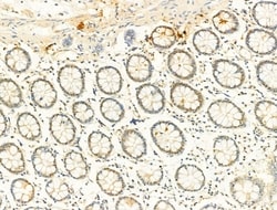 Invitrogen Phospho-SMAD2/SMAD3 (Thr8) Polyclonal Antibody 100 &mu;L; Unconjugated:Antibodies,