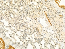 Invitrogen Phospho-SMAD2/SMAD3 (Thr8) Polyclonal Antibody 100 &mu;L; Unconjugated:Antibodies,