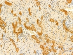 Invitrogen Phospho-SMAD2/SMAD3 (Thr8) Polyclonal Antibody 100 &mu;L; Unconjugated:Antibodies,