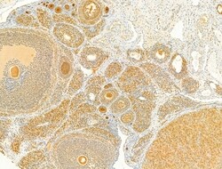Invitrogen Phospho-SMAD2/SMAD3 (Thr8) Polyclonal Antibody 100 &mu;L; Unconjugated:Antibodies,