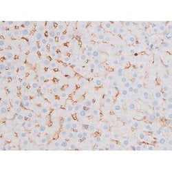 Invitrogen Phospho-PKC theta (Ser676) Polyclonal Antibody 100 &mu;L | Buy Online | Invitrogen&trade; | Fisher Scientific