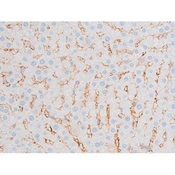 Invitrogen Phospho-PKC theta (Ser676) Polyclonal Antibody 100 &mu;L | Buy Online | Invitrogen&trade; | Fisher Scientific