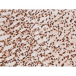Invitrogen Phospho-C-rel (Ser503) Polyclonal Antibody 100 &mu;L; Unconjugated:Antibodies,