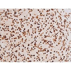 Invitrogen Phospho-C-rel (Ser503) Polyclonal Antibody 100 &mu;L; Unconjugated:Antibodies,