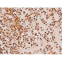 Invitrogen Phospho-C-rel (Ser503) Polyclonal Antibody 100 &mu;L; Unconjugated:Antibodies,