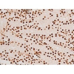 Invitrogen Phospho-C-rel (Ser503) Polyclonal Antibody 100 &mu;L; Unconjugated:Antibodies,