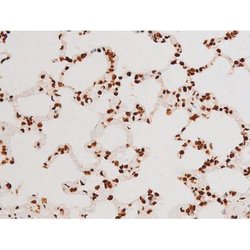 Invitrogen Phospho-C-rel (Ser503) Polyclonal Antibody 100 &mu;L; Unconjugated:Antibodies,