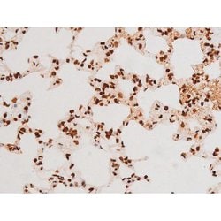 Invitrogen Phospho-C-rel (Ser503) Polyclonal Antibody 100 &mu;L; Unconjugated:Antibodies,