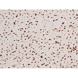 Invitrogen Phospho-C-rel (Ser503) Polyclonal Antibody 100 &mu;L; Unconjugated:Antibodies,
