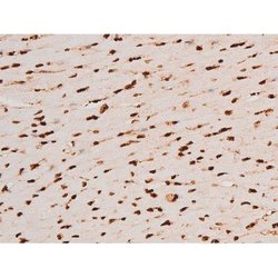 Invitrogen Phospho-C-rel (Ser503) Polyclonal Antibody 100 &mu;L; Unconjugated:Antibodies,