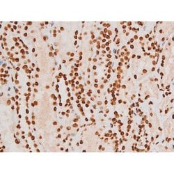 Invitrogen Phospho-C-rel (Ser503) Polyclonal Antibody 100 &mu;L; Unconjugated:Antibodies,